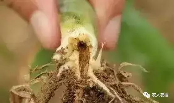 玉米苗期病虫害防治方法,玉米苗期虫害有哪些