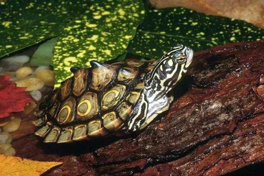 养龟怎么保持水质,养龟保持水质最好的方法