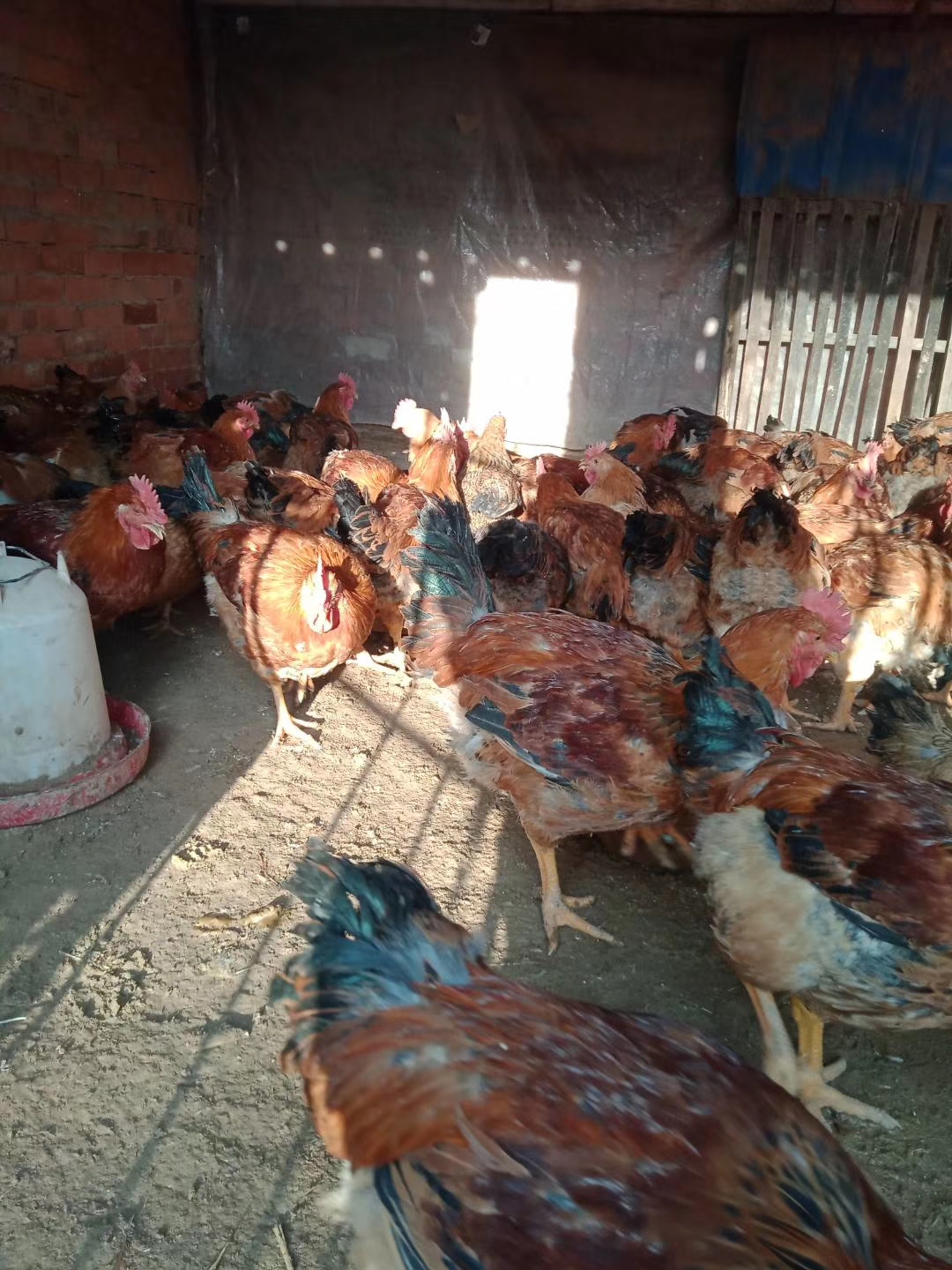 蛋鸡脱肛是什么原因,蛋鸡产蛋期脱肛的原因及预防措施