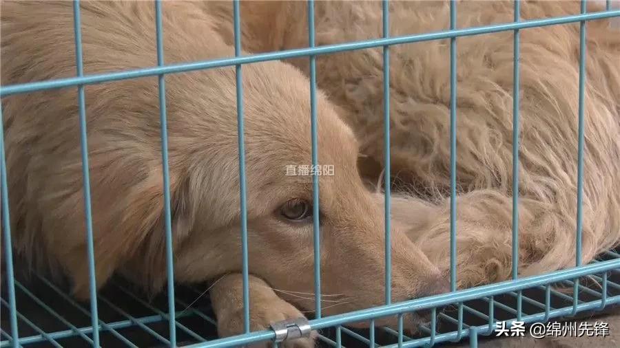 被救下的111条狗狗,一只金毛流浪狗被解救过程