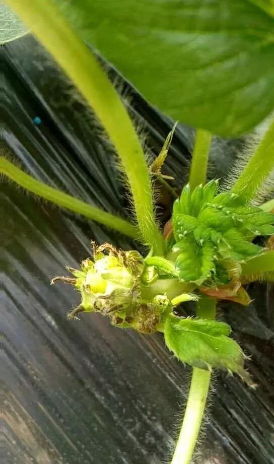 草莓叶子发黄边缘干枯补救方法,草莓心叶子萎蔫怎么办