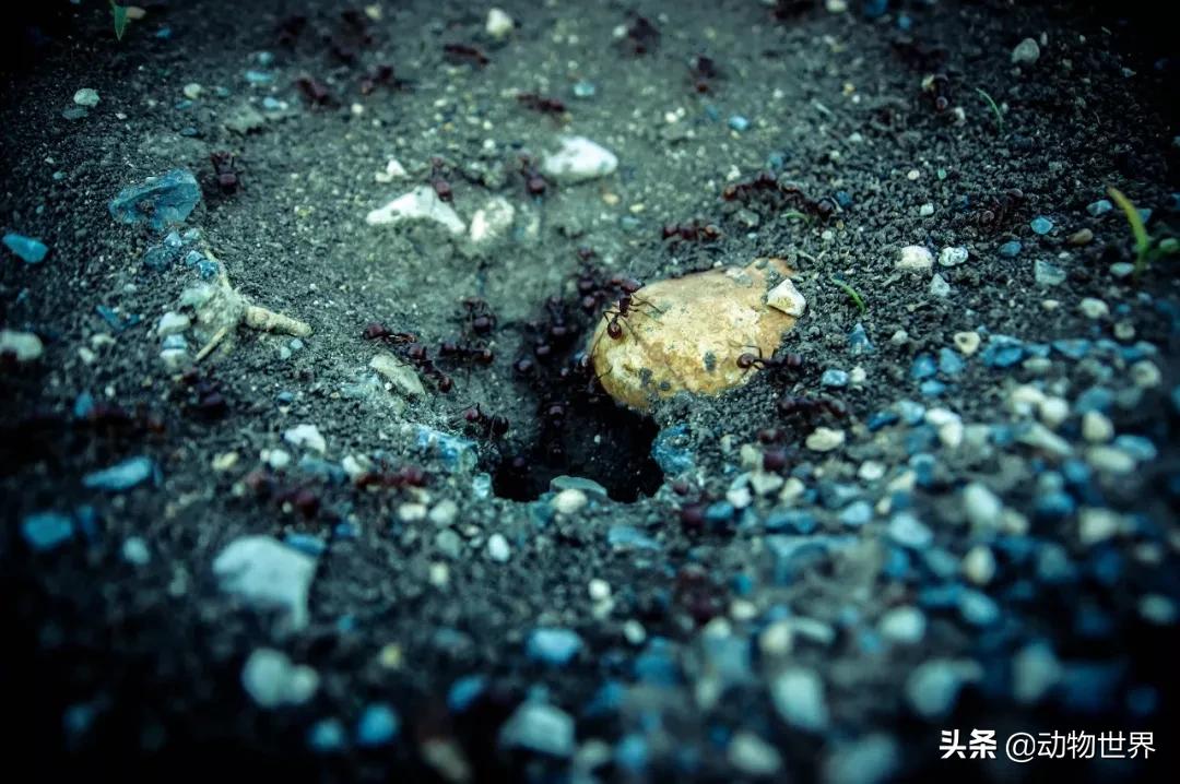 蚂蚁，一个社会与学科的诞生