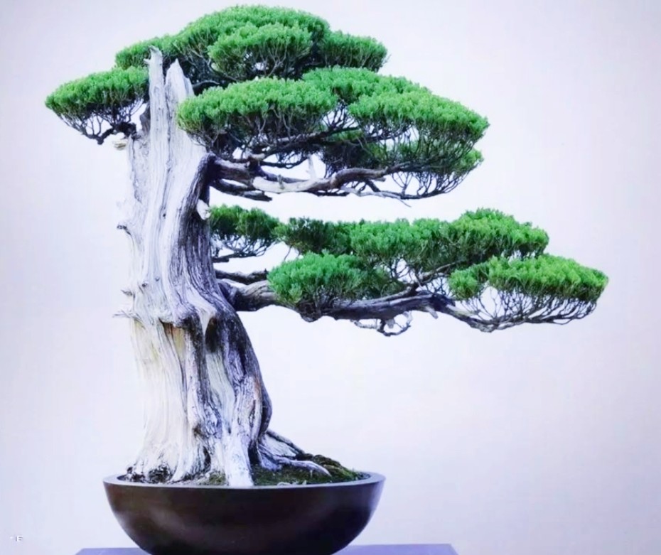 柏树舍利干涂石硫合剂多久涂一次,柏树盆景剥舍利干方法