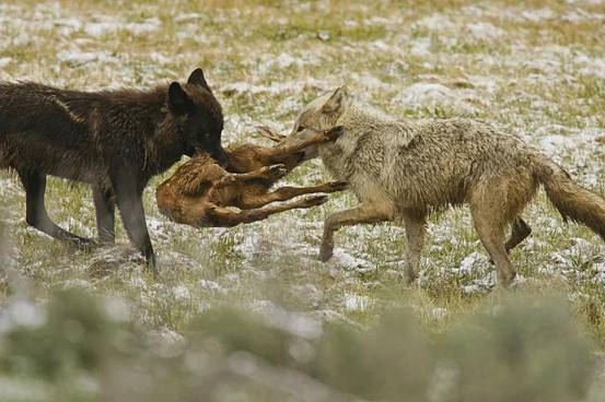 野外遇到狼的最好方法,如果在野外遇见狼应该怎么办