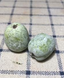 90后母亲被骗,90后妈妈因造假走红