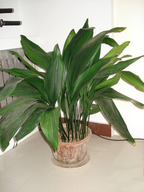 不经常浇水还去除甲醛的盆栽,什么植物去除甲醛还好养大盆