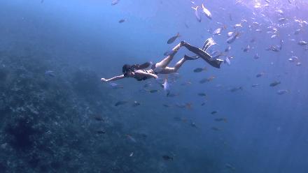 帕劳岛自由行潜水,帕劳水母湖自由潜视频