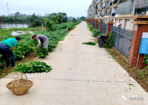 有变化！有成效！中店乡路好景美润万家！