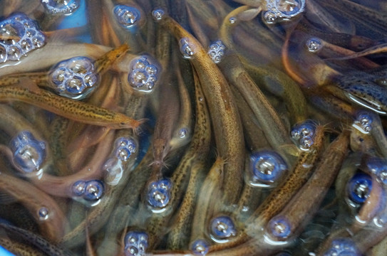 泥鳅怎么养殖成活率高,泥鳅新养殖技术和饲料配方