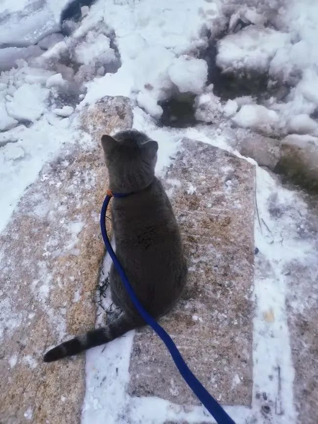 冬日雪景的诗句,黄山冬日雪景有关诗句