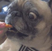 怎么才算纯种泰迪狗呢图片,纯种狗和非纯种狗的区别哪个好