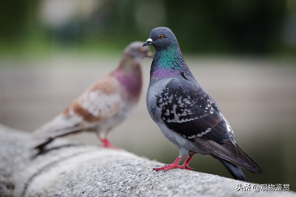 鸽子的种类都有哪些,鸽子的种类有哪些