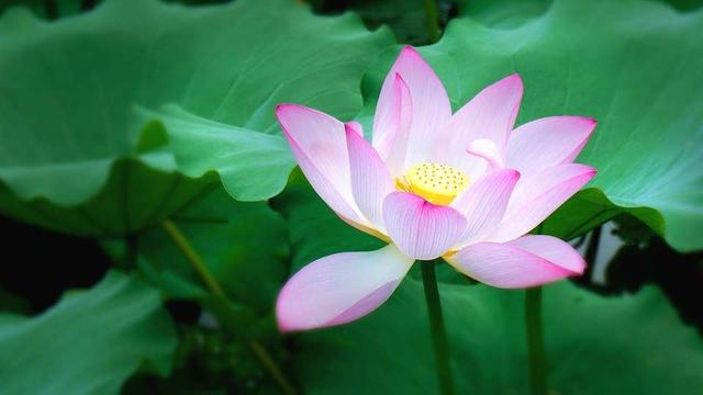 教你看穿人心的文章,看穿人性的十个秘诀