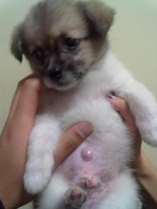 狗狗脐疝什么样需要做手术,有什么药可以治疗狗狗脐疝