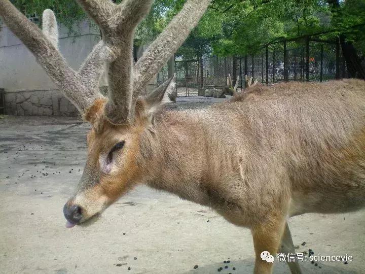 怎么分辨马鹿和梅花鹿尾巴,如何区分驼鹿麋鹿马鹿