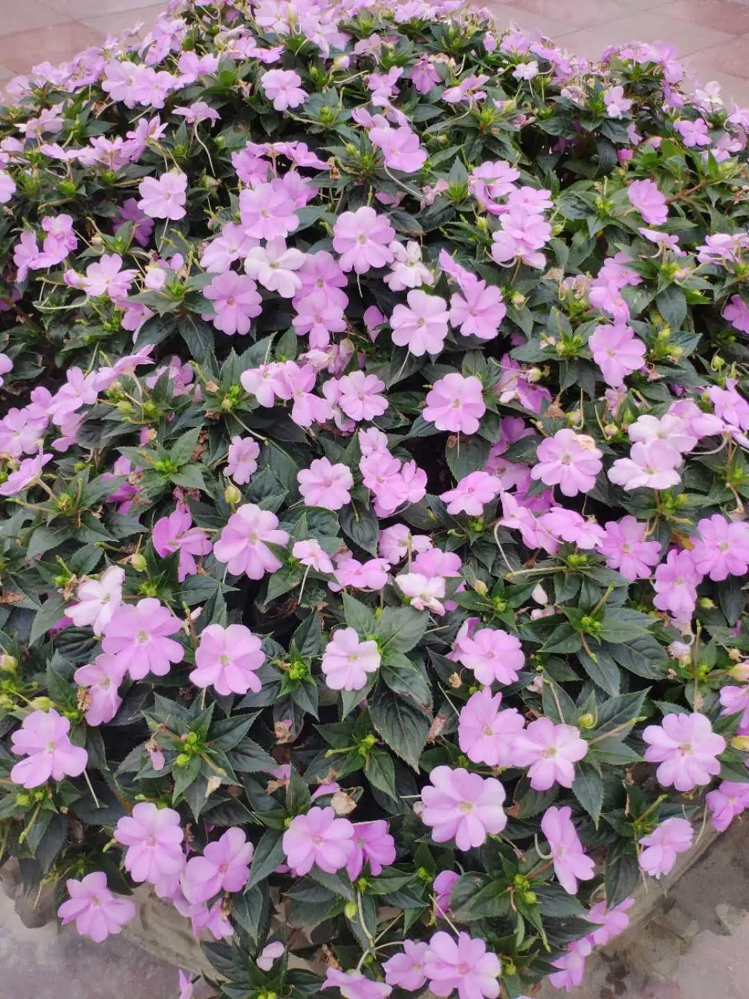 波斯菊孔雀草花海,波斯菊向日葵