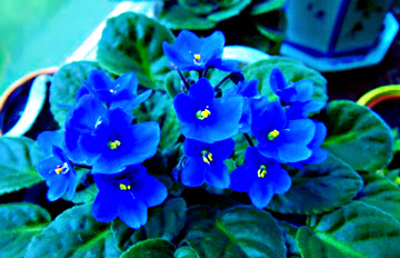 非洲紫罗兰盆栽,紫罗兰花卉盆栽图片