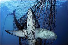 你看到了鲨鱼霸气的外表,但它的价值那你知道吗?