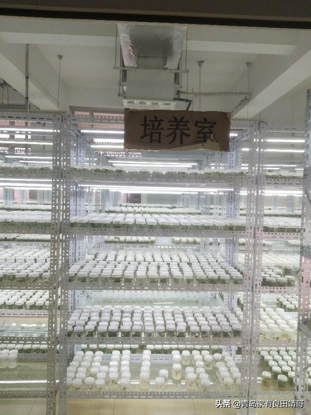 脱毒阳光玫瑰葡萄苗,阳光玫瑰特级苗