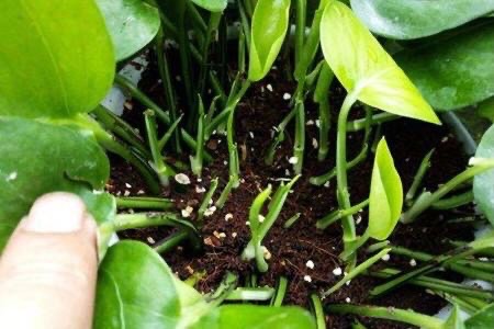 扦插的绿萝怎么才能快速爆盆,绿萝扦插方法和注意事项