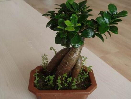 榕树盆景的养殖方法和技巧,小榕树盆景的养殖方法