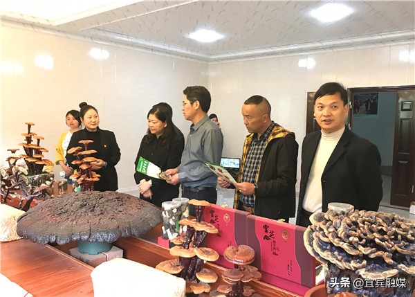 四川屏山：富硒土壤上撑起“致富伞”，食用菌奏响“振兴曲”