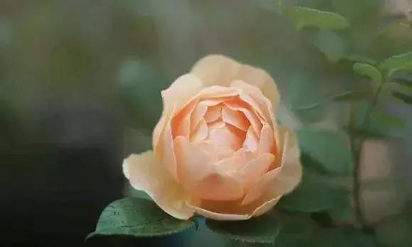 100种玫瑰品种图鉴大全,100种玫瑰品种图解