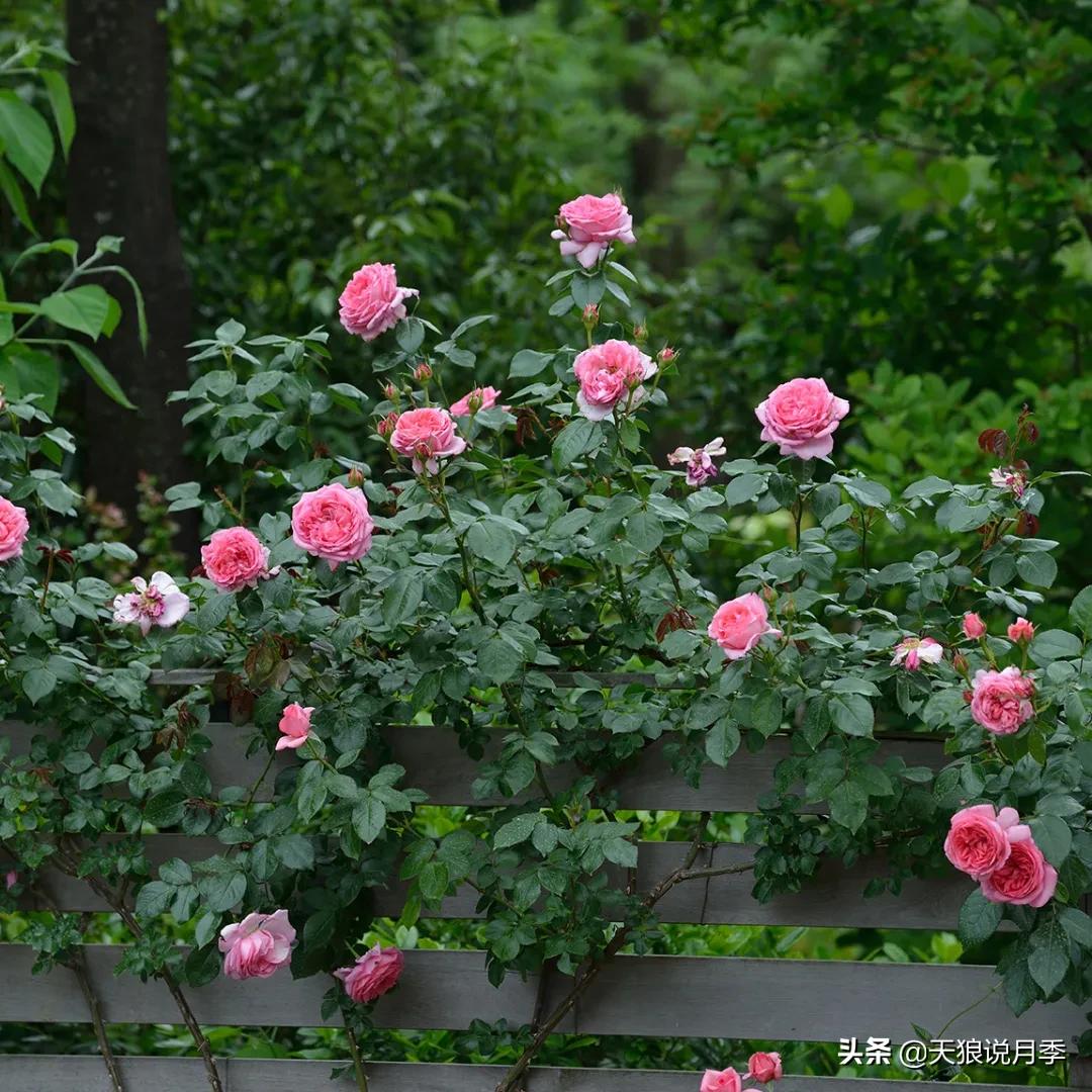 六款香水,6款香水