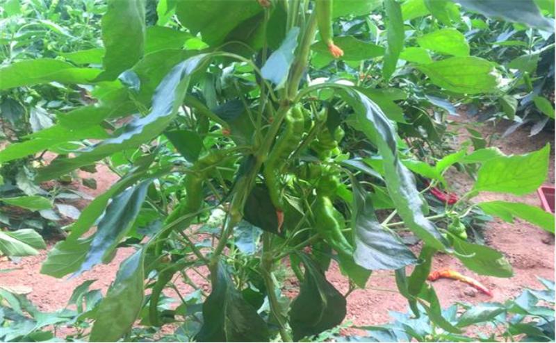 高温天气晒伤怎么处理最好,天气热辣椒晒伤怎么办