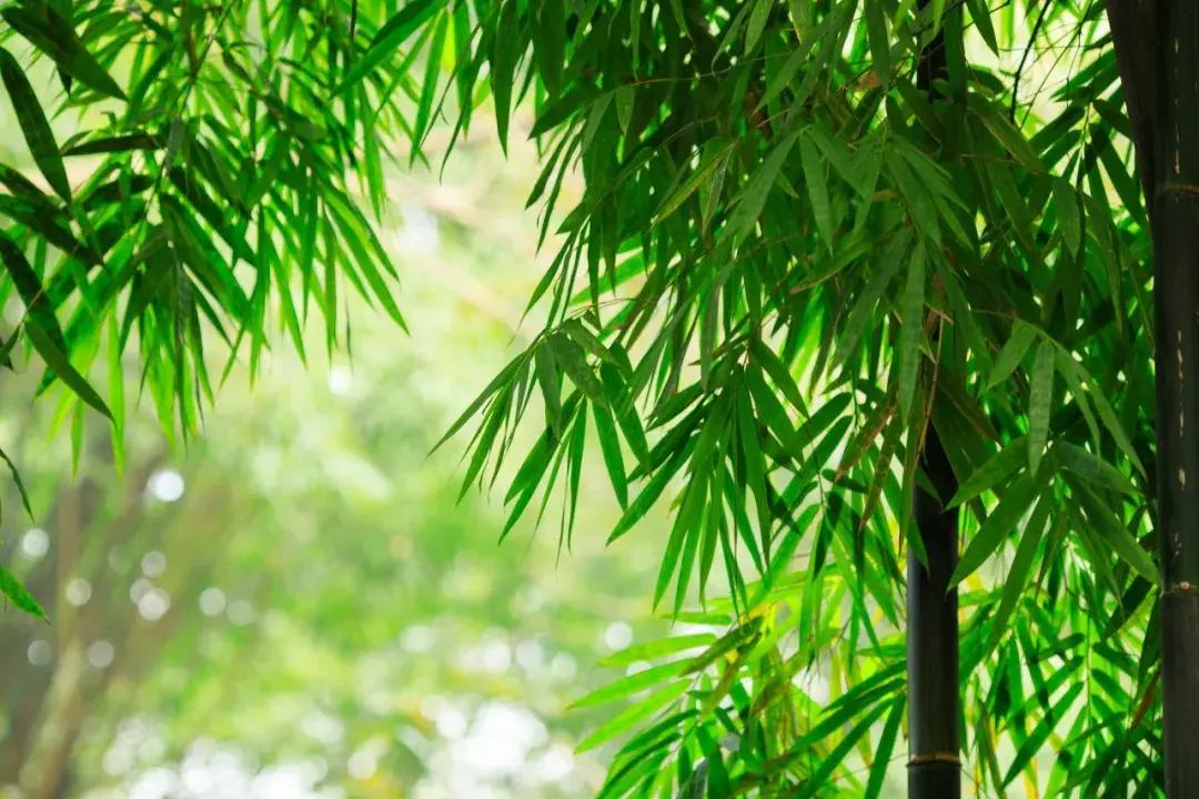 夏日清凉唯美诗词,100句美到窒息的夏日诗句