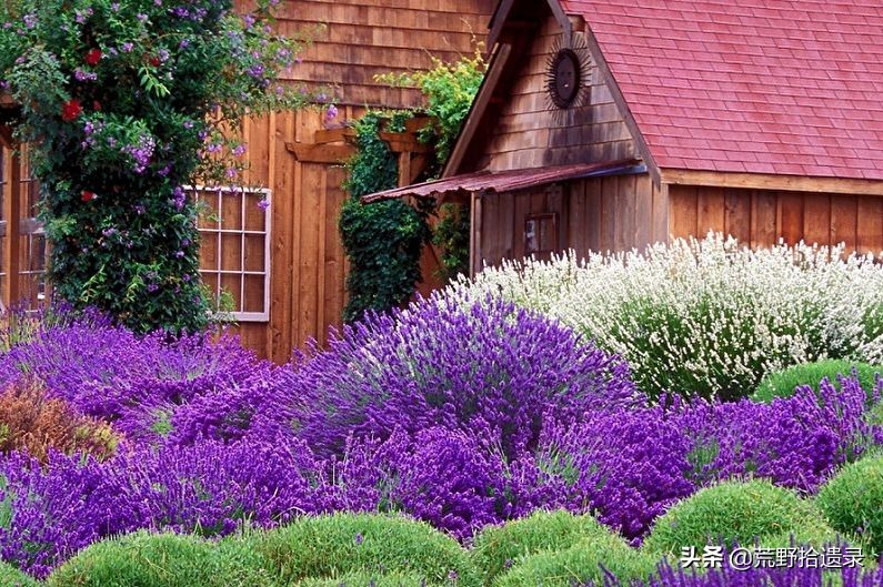 薰衣草的种植方法及管理技术要点,熏衣草种植方法及养护常识有哪些