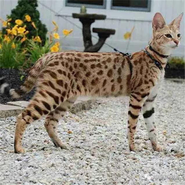 世界第一贵的猫,买全世界最贵的猫