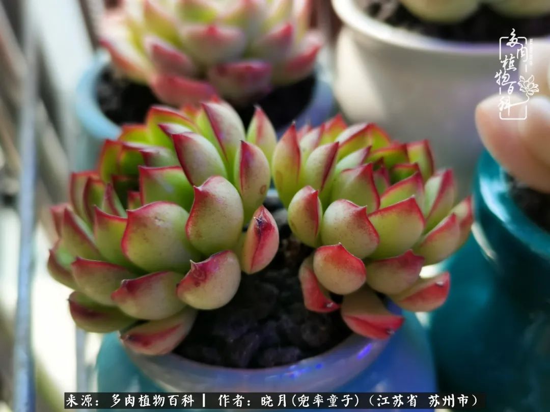 六年时间环游22个国家,却被多肉小萌物征服