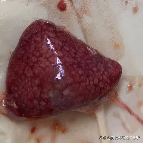 肉鸭曲霉菌中毒用什么脱霉剂,肉鸭霉菌预防用什么药