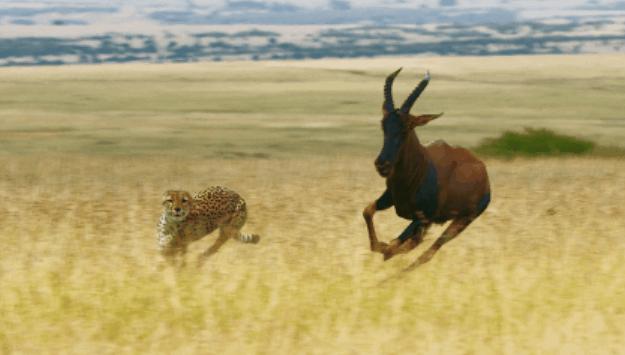 豆瓣netflix电影,bbc地球奇观纪录片