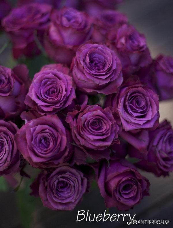 30种黄色月季,10种超美的蓝色月季
