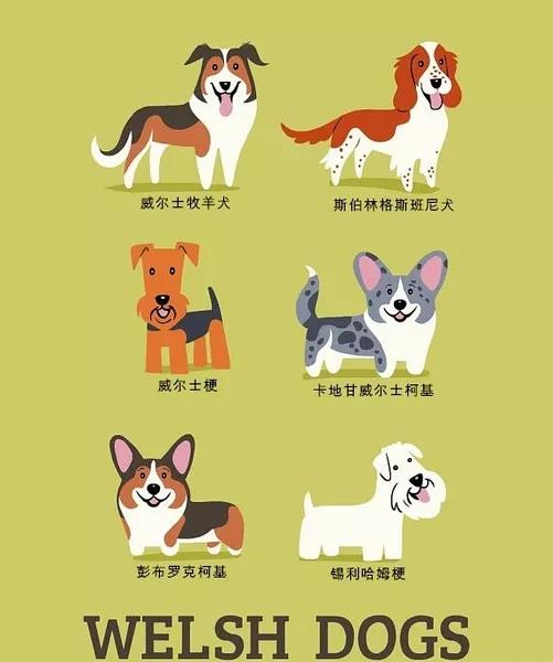 最常见狗狗品种大全及图片,中国常见的狗狗品种及图片大全