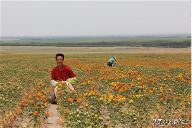 红花种植技术技巧,红花的种植方法和注意事项
