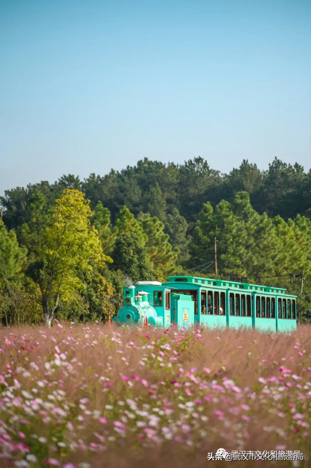 武汉12月秋季枫叶和银杏叶美景,枫叶银杏的美景最新