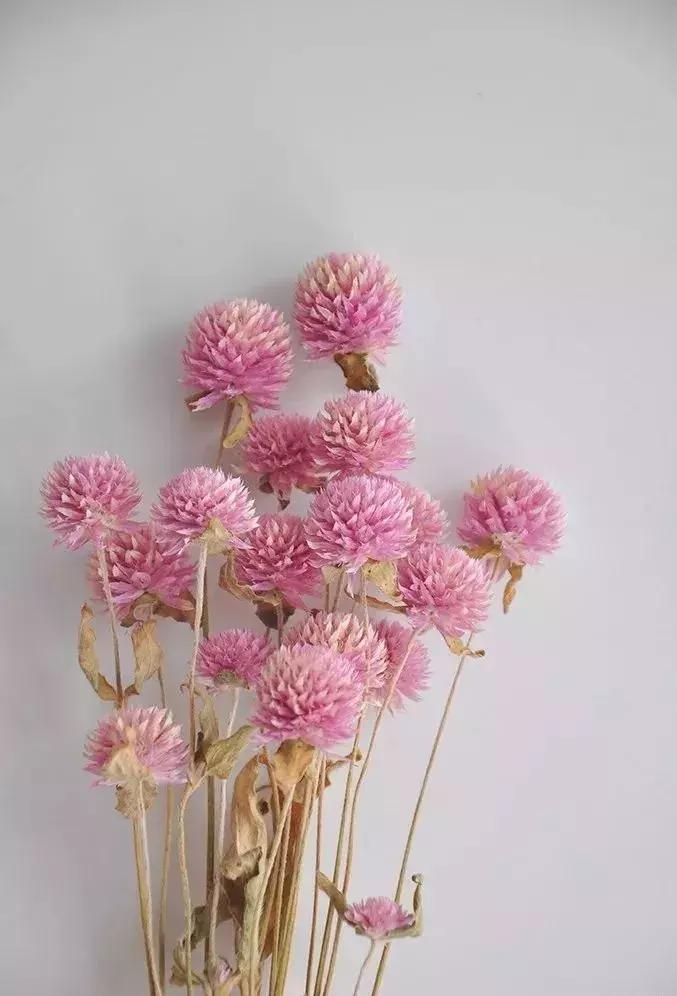 8种能做干花的鲜花,男朋友送的花就这么做