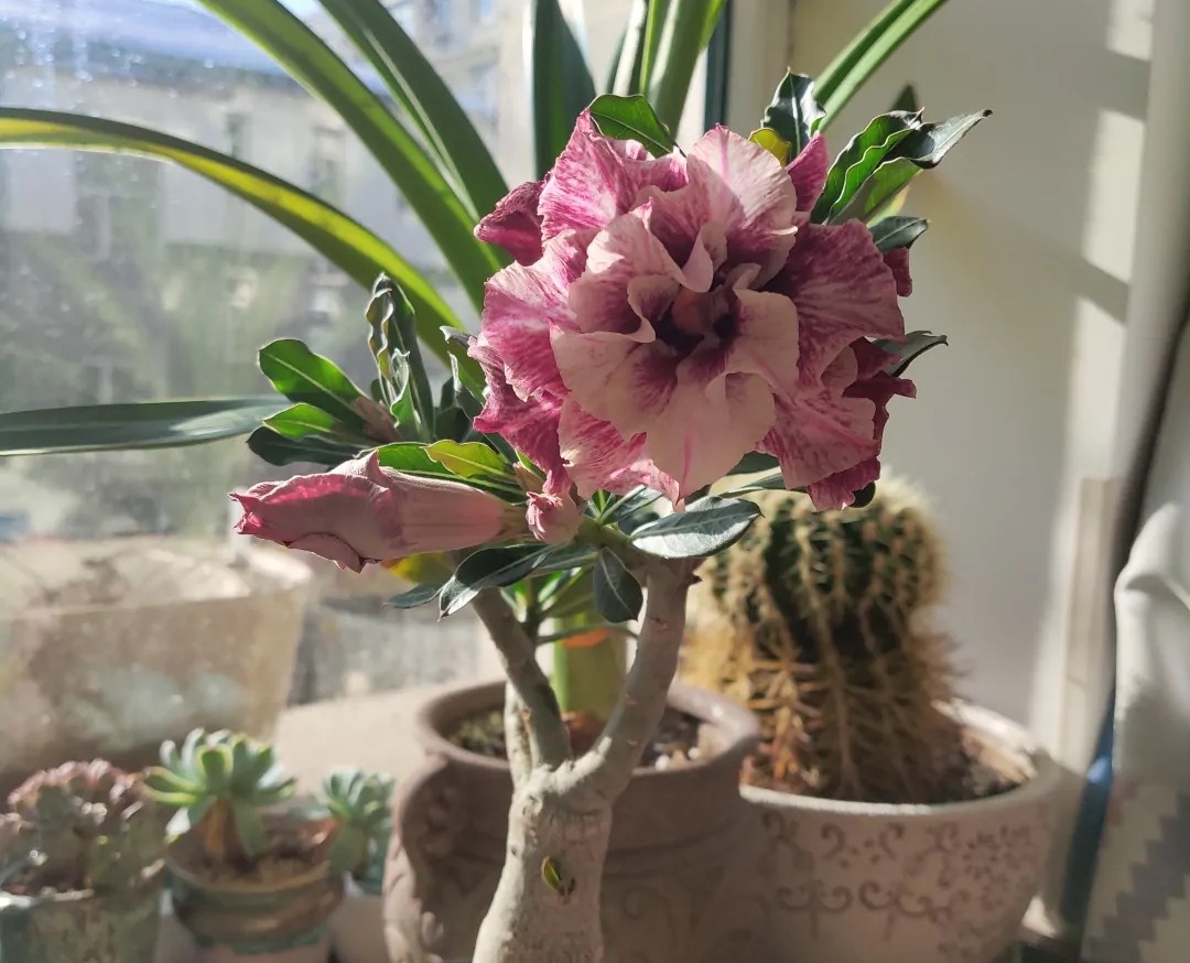 84个沙漠玫瑰品种，收起来慢慢看，待到来年春天选几种喜欢的养