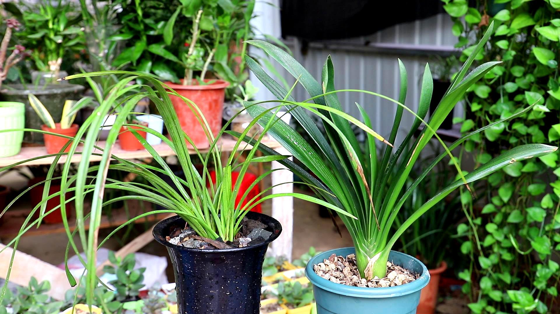 君子兰换盆的正确方法和注意事项,君子兰换盆注意事项及图解