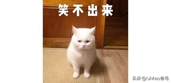 关于弓形虫你所不知道的一切,被弓形虫刷屏的视频