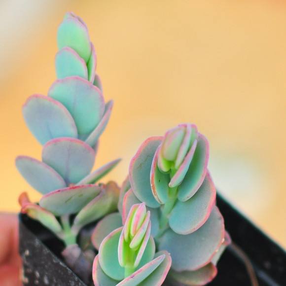 100种常见多肉植物图鉴收藏,1000种多肉植物图鉴及名字