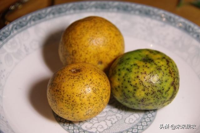 柑橘果子上长黑斑点是什么原因,柑橘果实有青斑点怎么防治