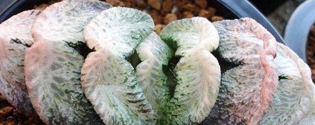 玉扇怎么判断品相,什么玉扇品种最好