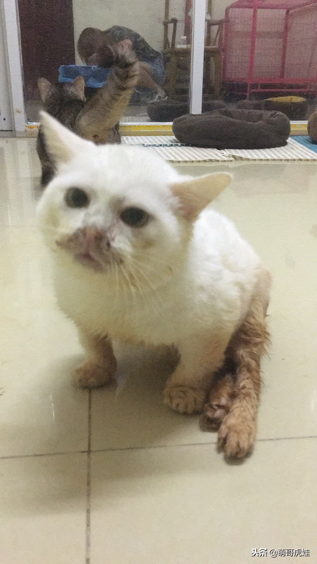 猫咪后腿突然站不起来了,猫咪后腿无力走路不稳一直叫