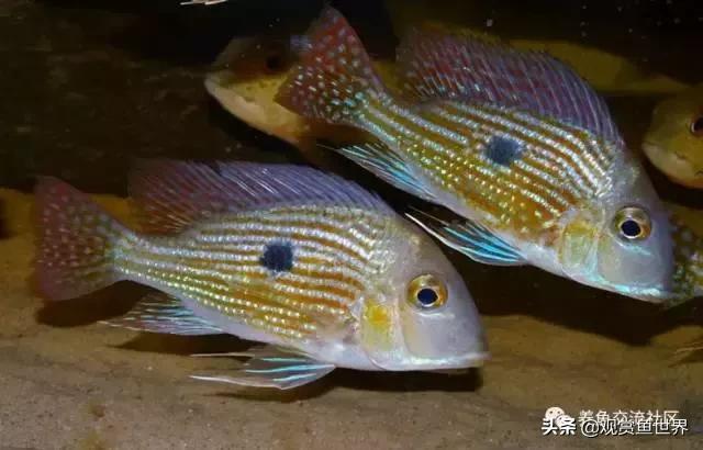 食土鲷一般多大尺寸,食土鲷哪个品种小一点