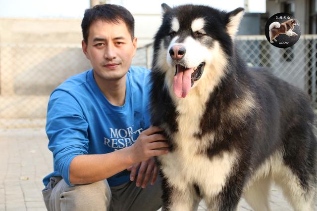 带你了解真正的阿拉斯加雪橇犬,带你了解俄罗斯