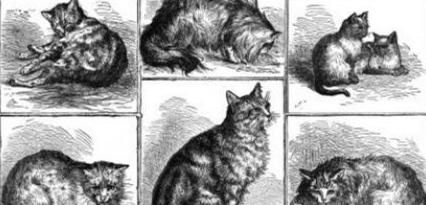 英短猫长大后是什么样的,英短猫的成长大小跟什么有关